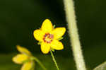 Whorled yellow loosestrife